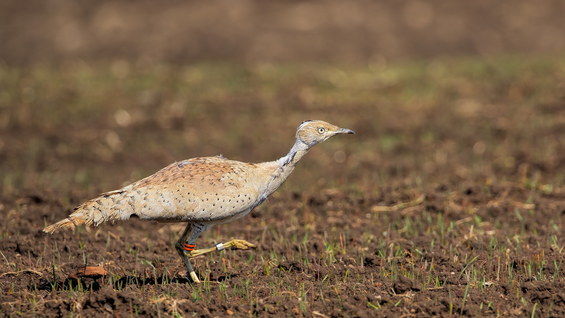 Macqueen's Bustard